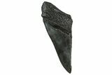 Partial Fossil Megalodon Tooth - South Carolina #331568-1